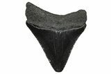Serrated, Juvenile Megalodon Tooth - South Carolina #374230-1